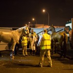 Que comecem os Jogos! Primeiros cavalos olímpicos chegam ao Rio de Janeiro!